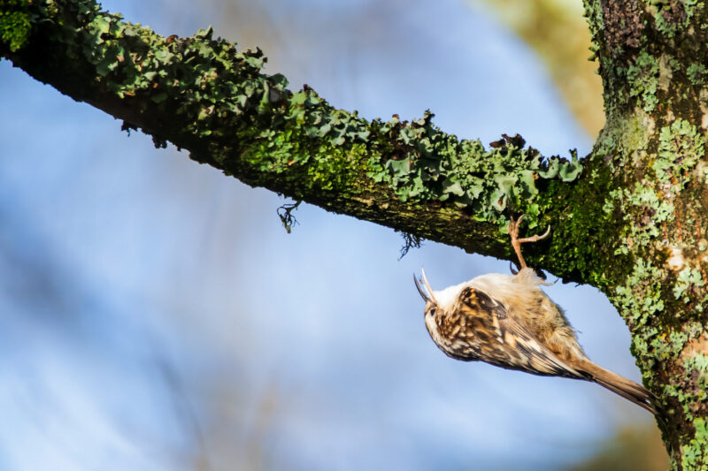 Grimpereau des jardins avalant un insecte